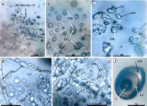 Coeval silicate melt and hydrous salt melt inclusions in zoned quartz ...