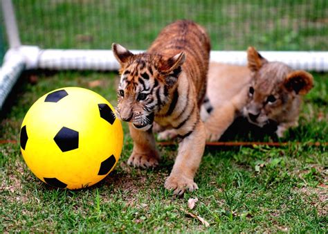 Tiger and lion cubs compete in a "soccer game"