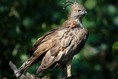 Bandipur National park - Nature Explorers India