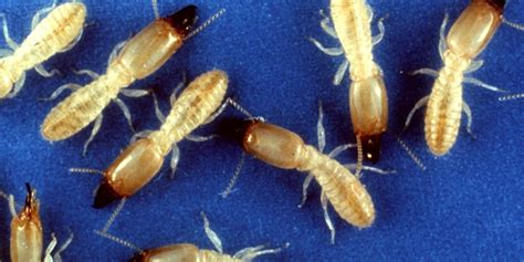 Les termites, redoutables insectes xylophages des maisons - Termites ...