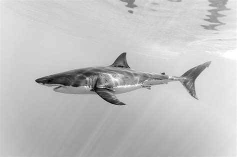 A near perfect profile | Shark images, Shark photos, Great white shark