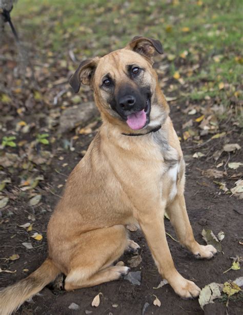 Shelter Dogs of Portland: 'BRITTA" the prettiest little German Shepherd mix!