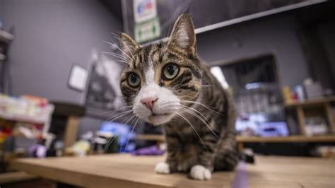 Meet the magnificent shop cats of Vancouver | CBC News