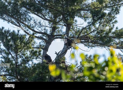 Fledgling bald eagle hi-res stock photography and images - Alamy