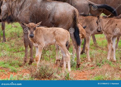 Blue Wildebeest Calves stock photo. Image of blouwildebeest - 31986412