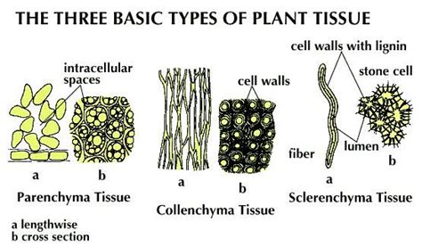 collenchyma | Description, Function, & Examples | Britannica.com