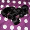 Yorkshire Terrier Male Puppy For Sale In Michigan At Wrennspuppies.com ...