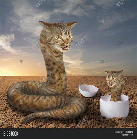 Snake cat : r/wtfstockphotos