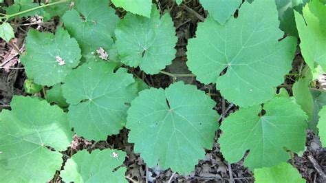 How to Preserve Grape Leaves