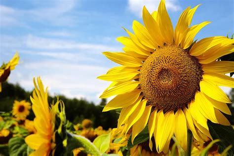 Beautiful landscape with sunflower field — Stock Photo © zoomteam #25233829