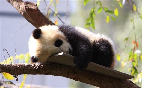 Download wallpapers panda, zoo, sleep, cub, cute animals, bears, small panda for desktop free ...