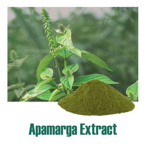 Achyranthes Aspera Extract - Standardized Botanical Extracts Manufacturer