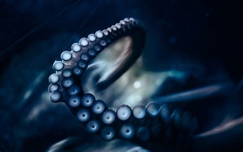 Download Animal Octopus HD Wallpaper