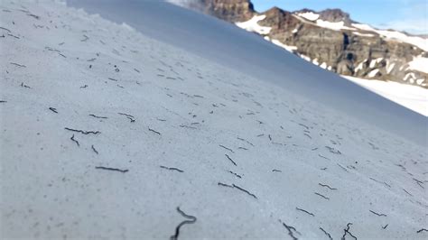 Meet the ice worm, which lives in glaciers—a scientific 'paradox'