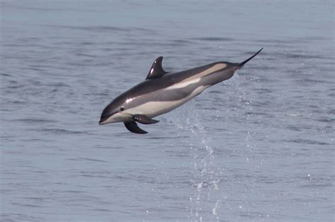 Atlantic white-sided dolphin - Wikipedia