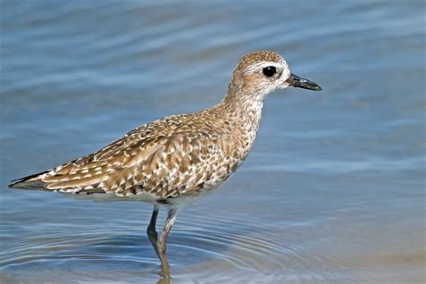 Black-bellied Plover | Audubon Field Guide