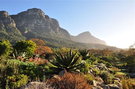 Stop 20: Kirstenbosch Garden | Botanical Gardens Cape Town