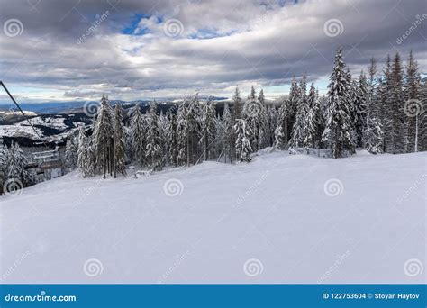 Winter Landscape with Pines Covered with Snow in Rhodope Mountains Near Pamporovo Resort ...