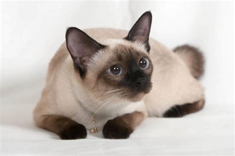 Chocolate Point Siamese - Cat Breed Information 2024