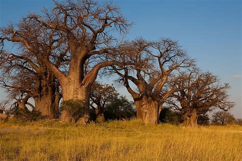 The Wild And Magnificent National Parks Of Botswana - WorldAtlas