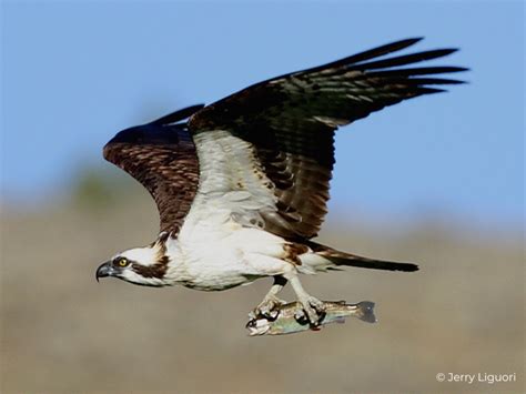 Osprey Fact Sheet – HawkWatch International