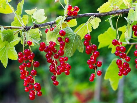 Pruning Currant Bushes: How To Prune Currants