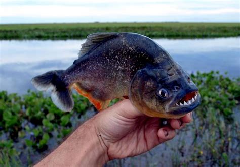 Red-bellied Piranha – "OCEAN TREASURES" Memorial Library