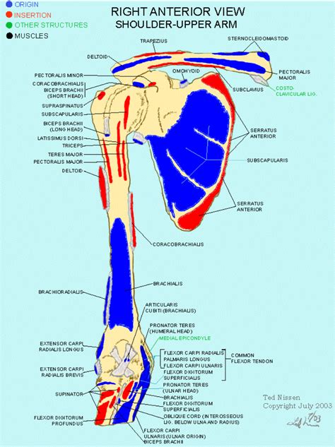 image021.gif (893×1194) | Human anatomy and physiology, Body map ...