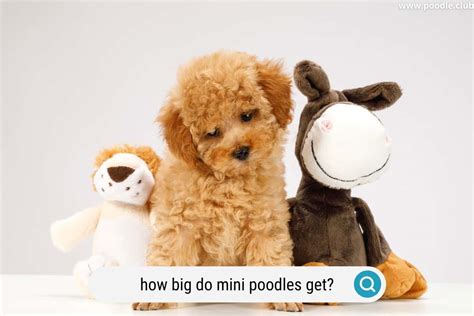 How Big Do Miniature Poodles Get (Size Guide) - Poodle Club