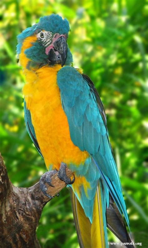 Blue-throated Macaw Project | World Parrot Trust