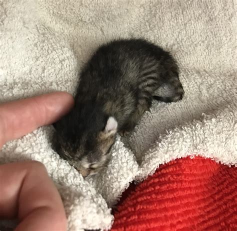 The smallest kitten I have ever seen : r/kittens