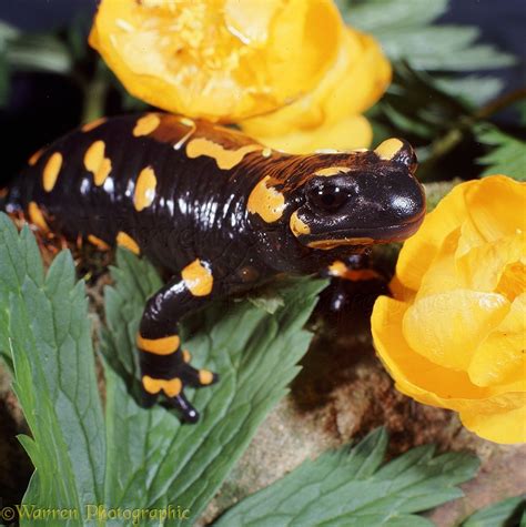 Fire Salamander photo - WP06772