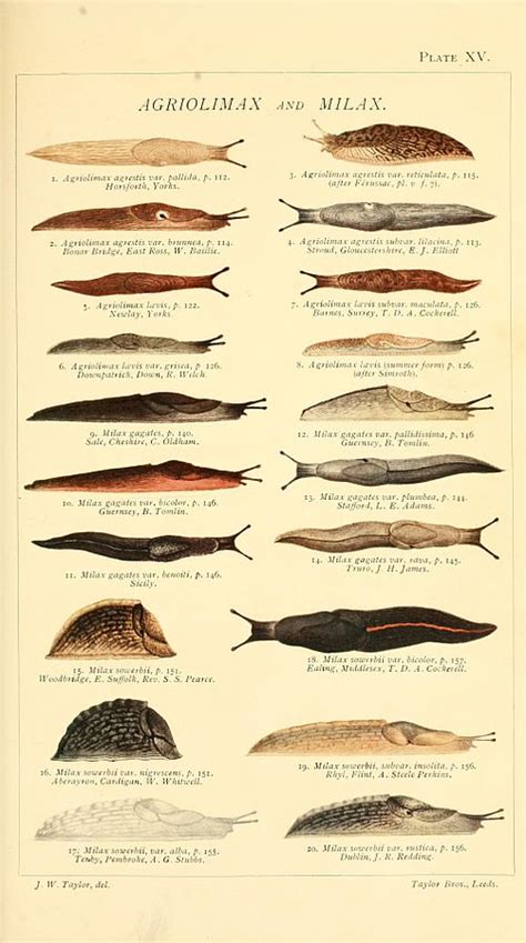 Common Species | College of Agricultural Sciences