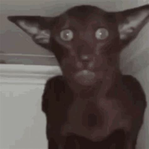 Cat Cat Reaction Meme GIF - Cat Cat Reaction Meme Scary Cat - Discover ...