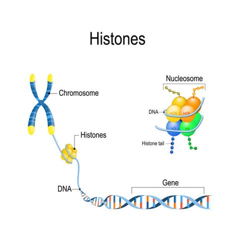 610+ Chromatin Stock Illustrations, Royalty-Free Vector Graphics & Clip ...