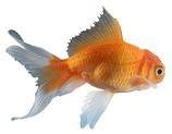 How To keep The Goldfish: How To Keep The Goldfish|Goldfish Varieties