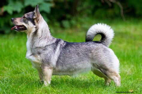 Swedish Vallhund - Puppies, Rescue, Pictures, Information, Temperament, Characteristics ...