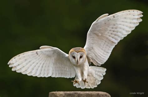 Barn Owl flying | Barn owl tattoo, Owl, Barn owl