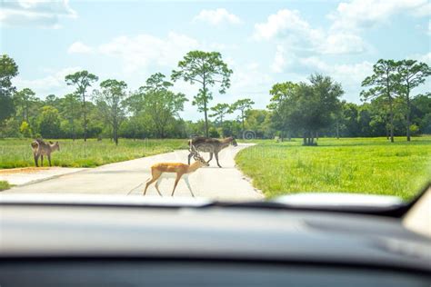 View from Car on Wild Animals in Drive through Safari Zoo Stock Photo - Image of safari, drivers ...