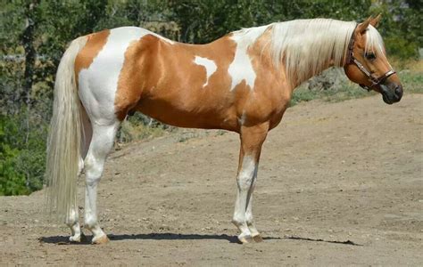 Tobiano | Horses | Pinterest