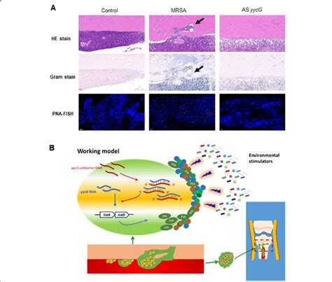 Histological evaluations and peptide nucleic acid fluorescent in situ ...