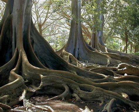 Morton Bay Fig Tree, Allerton Gardens, Kauai, Hawaii; also famous for being filmed in Jurassic ...