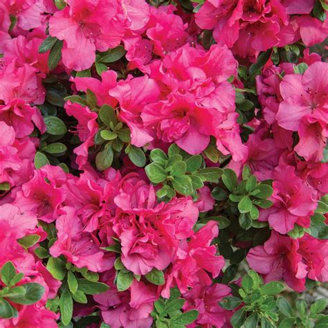 Azalea japonica Pink Colourful Evergreen Outdoor Garden Shrub Plant in 2L Pot | eBay