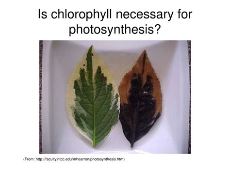 PPT - Photosynthesis PowerPoint Presentation, free download - ID:4466457