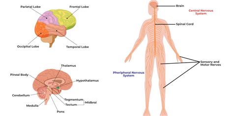 Central Nervous System-Structure and Function