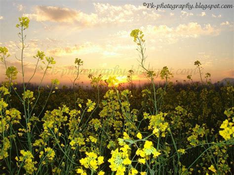 View Of Sunset From Canola Field | Nature, Cultural, and Travel Photography Blog