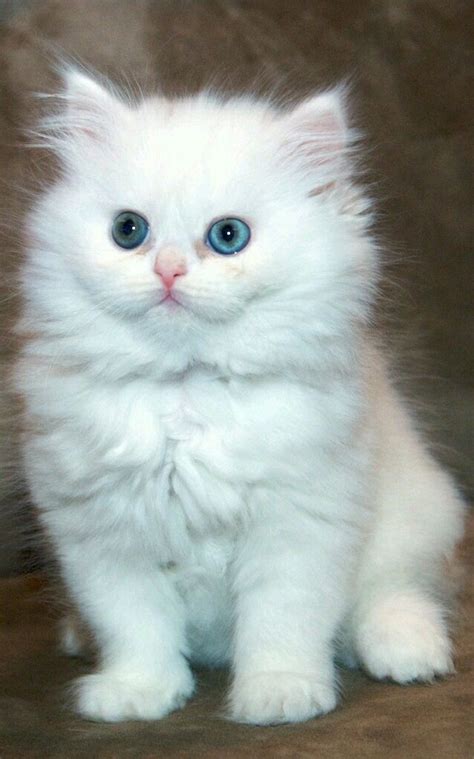 Cat Names White Cute Persian Cat - Pets Lovers