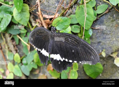 Stratford Butterfly Farm Stock Photo - Alamy