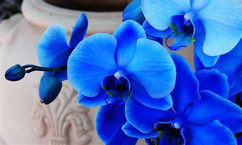 Are Blue Orchids Real? Yes and No... Here's Why - Brilliant Orchids