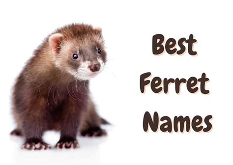 Ferret Names: 190+ Cute & Funny Names for a Ferret - The Pet Savvy